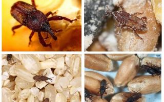 How to deal with weevil in the kitchen