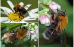 Description and photo of the city bumblebee