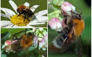 Description and photo of the city bumblebee