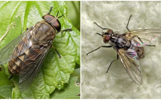 Description and photo bites flies