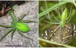 Green Spiders in Russia