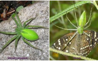 Green Spiders in Russia