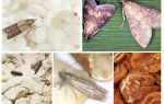 How to bring food moth in the kitchen