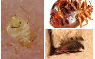 How fast bed bugs breed