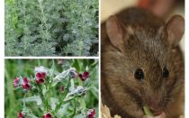 Folk remedies for mice