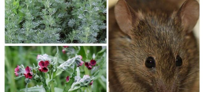 Folk remedies for mice