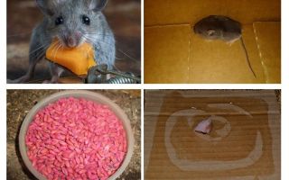 How to get mice out of the garage