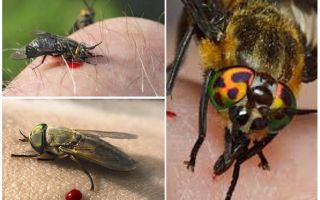 What to do and how to treat edema, if you have bitten horsefly, symptoms in a person