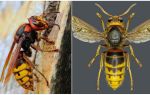 European Hornet