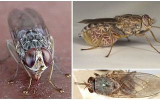 Description and photo of tsetse fly