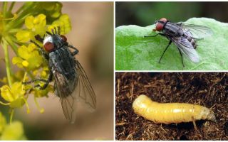 Description and photo of a meat fly (mortal)