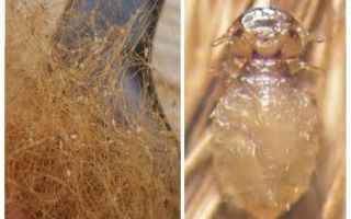 Dog lice symptoms and treatment