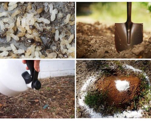 Come ottenere le formiche dai rimedi popolari del giardino