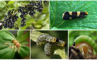 How to get rid of caterpillars on currants