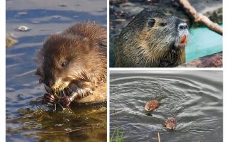 Водни плъхове