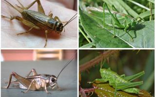 Differences cricket and grasshopper