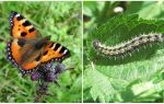 Nettle Caterpillars - Black Caterpillars on Nettle