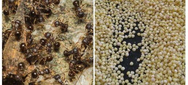 Millet contra les formigues del país