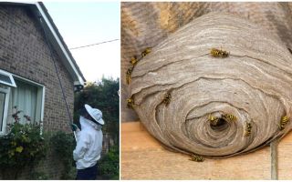 Disinsection of wasps and wasp nests