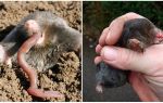 Què moles mengen a la casa d’estiu i a la natura