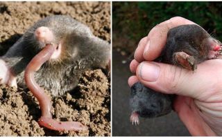 What moles eat at their summer cottage and in nature