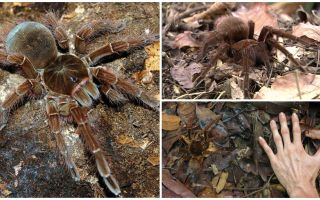 Description and photo of the goliath bird spider