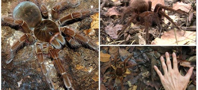 Beschreibung und Foto der Goliath-Vogelspinne