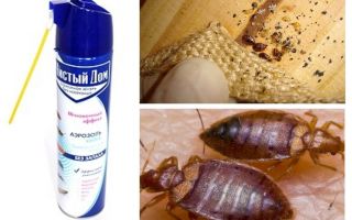 Means to clean the house from bedbugs