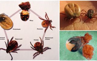 Tick ​​breeding