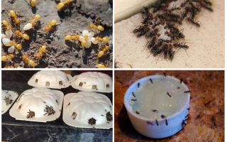 How to get rid of yellow ants in the summer cottage or garden