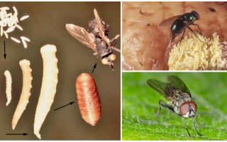 Was passiert, wenn Sie Eier essen oder Larven fliegen?