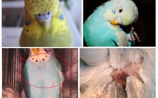 Fleas in budgies