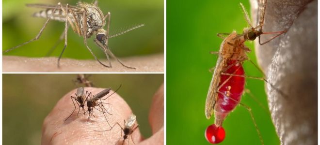 People with which blood group are most often bitten by mosquitoes