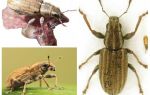 Tuber weevil - pest of legumes