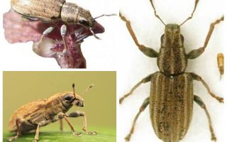 Tuber weevil - pest of legumes