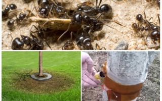 Ant traps in the trees with their own hands