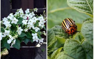 Fragrant tobacco against the Colorado potato beetle