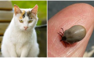 What to do if a cat is bitten by a tick