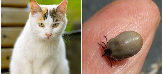 Cosa fare se un gatto viene morso da un segno di spunta