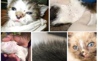 How to remove fleas in a nursing cat and newborn kittens