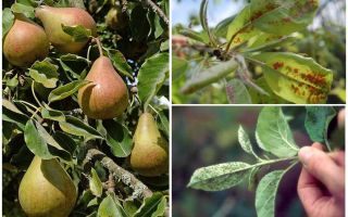 How to get rid of aphids on pear