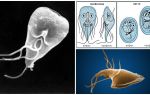 Malaltia de les genives en adults: símptomes i tractament