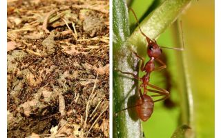 What is useful ants