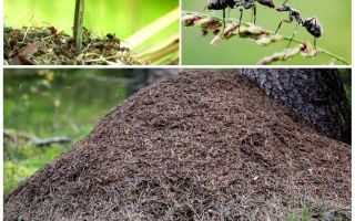 On which side of the tree ants will build an anthill