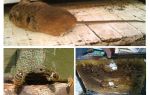 How to drive a mouse out of the hive in winter and summer