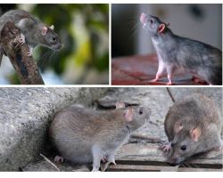 Wie viele Jahre haben Ratten gelebt