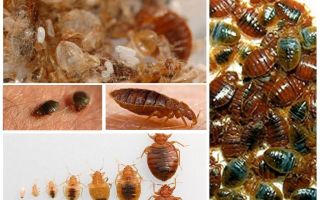 What and how to process clothes and things from bedbugs