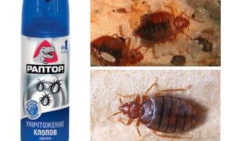 Means Raptor from bedbugs