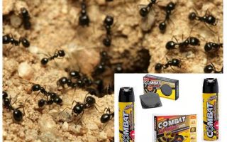 Ant Combat Rimedi