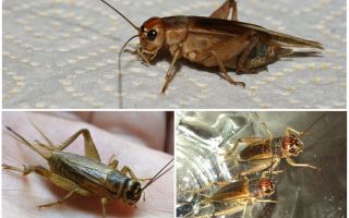 Description and photos of banana cricket